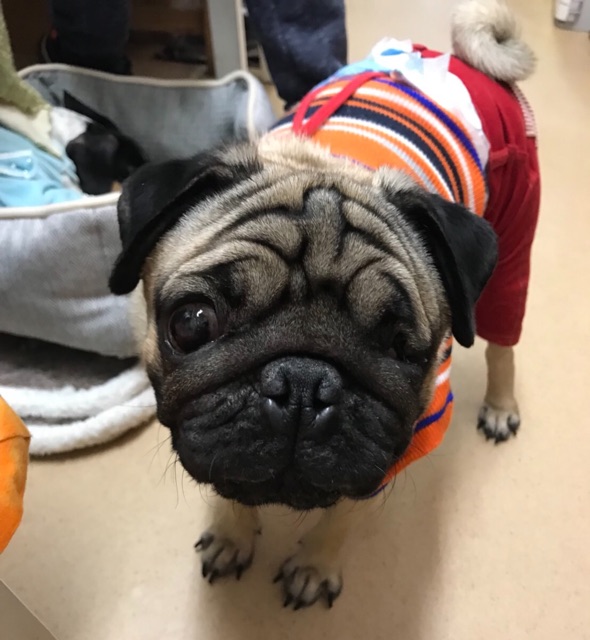 【今日の里帰りワンコ🐶聆麿君💕、エレナちゃん💕、ジャキー➡カール君💕】
